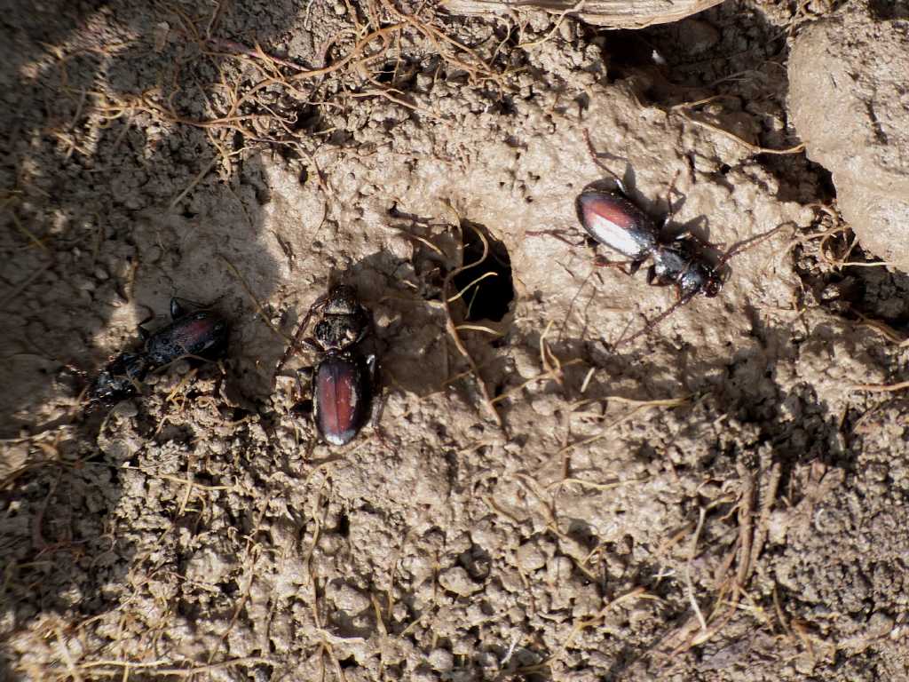 Siagona europaea - Tolfa (RM)